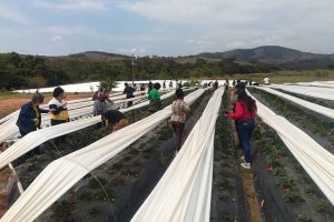 DEGUSTAÇÃO DE MORANGOS NA ROÇA E A FESTA DAS FLORES E MORANGOS DE ATIBAIA 2025 PARA EXCURSÕES