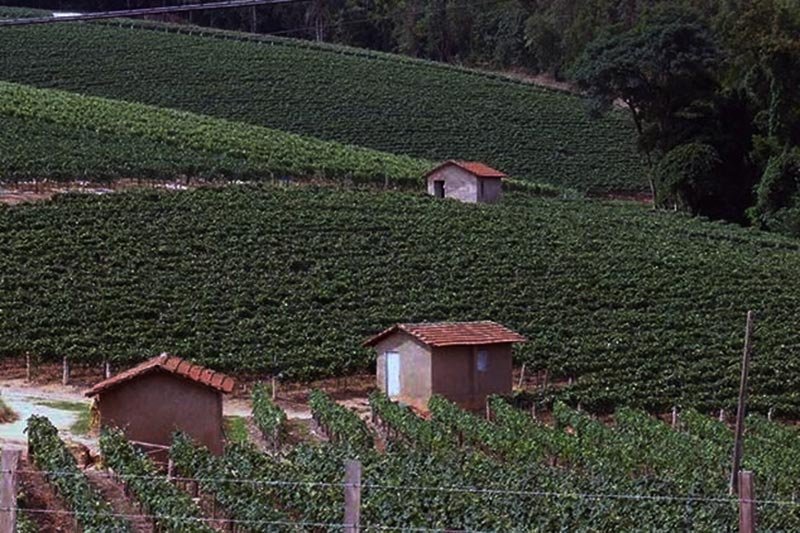 Vinho, gastronomia e paisagens