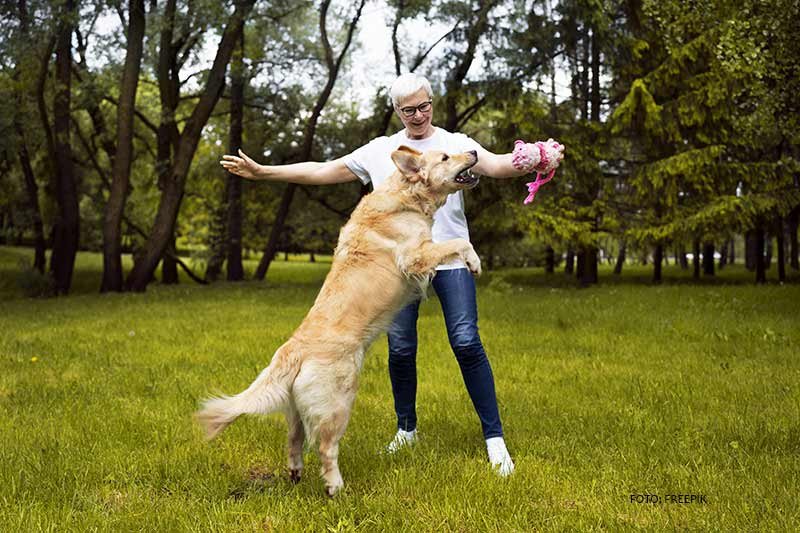 pets pets
