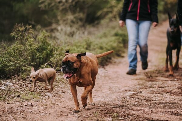 pets_1