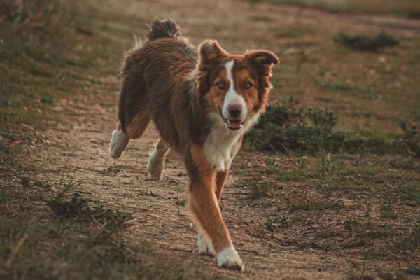 pets_2