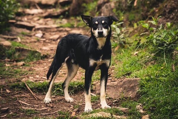 pets_4