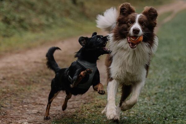 pets_7