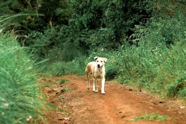 pets_8