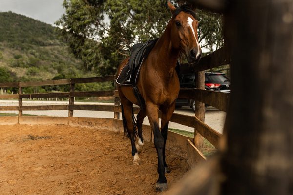 haras_raiz_13a