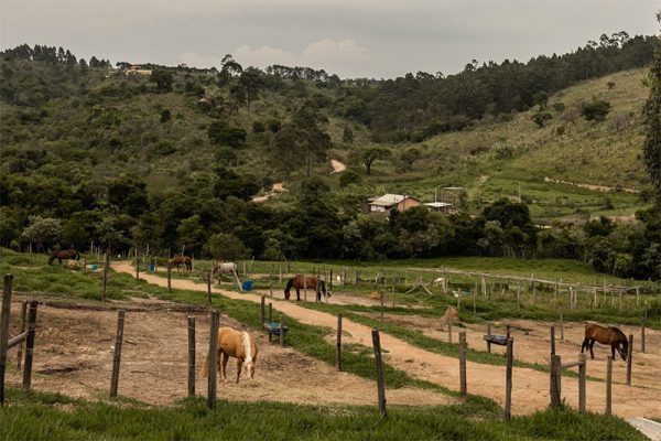 haras_raiz_5a