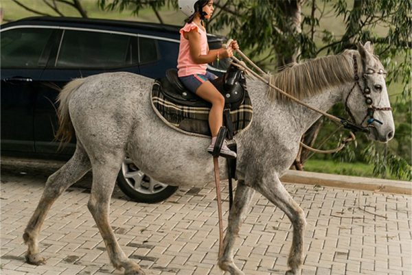 haras_raiz_6a
