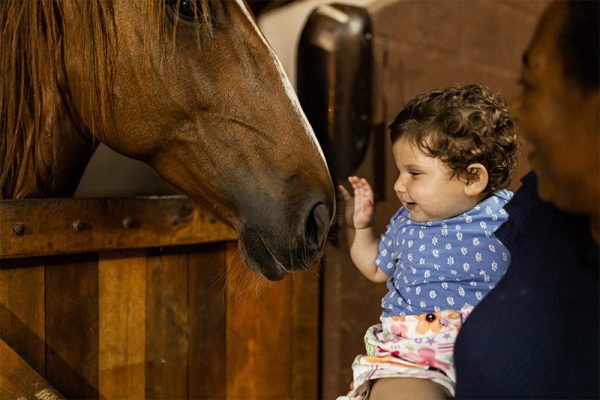 haras_raiz_7a