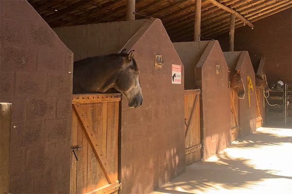 haras_raiz_8a