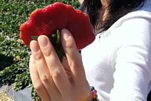 DEGUSTAÇÃO DE MORANGOS NA ROÇA E A FESTA DAS FLORES E MORANGOS DE ATIBAIA 2026 PARA EXCURSÕES