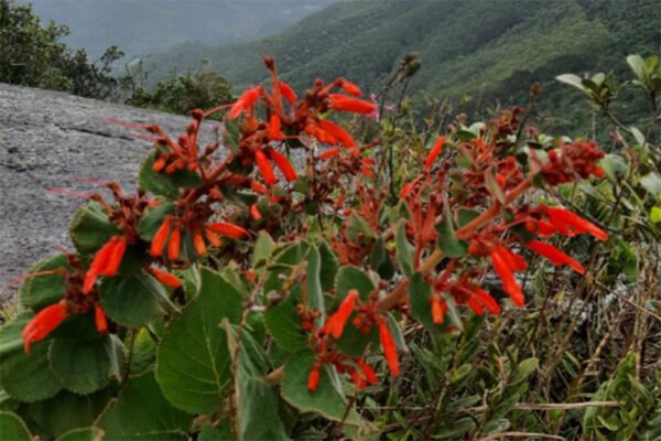 pedra_do_carmo_6A